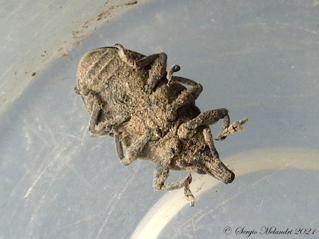 Larinus sp ?  S, Larinus turbinatus